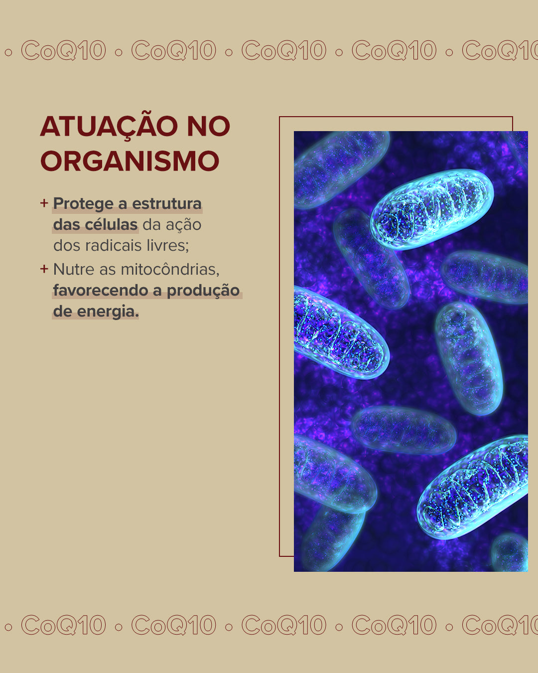 ESSENTIAL - COQ10+OMEGA 3TG+VIT E - 60 CAPSULAS